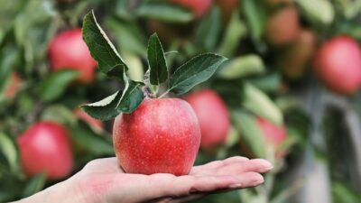 Buah Apple Manfaat