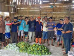 Kelompok Petani Pepaya di Wilayah Doro Pekalongan Dukung Irjen Pol Ahmad Lutfi Jadi Gubernur Jawa Tengah