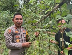 Panen Sayuran Di Pekarangan Lestari, Polsek Tumbang Titi Dukung Ketahanan Pangan di Ketapang