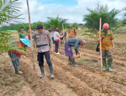 Dukung Ketahanan Pangan, Polsek Sekadau Hilir dan PT. AAL Tanam Jagung dengan Sistem Tumpangsari