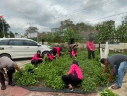 Panen Perdana P2B di Polsek Mukok, Wujud Ketahanan Pangan dan kebersamaan