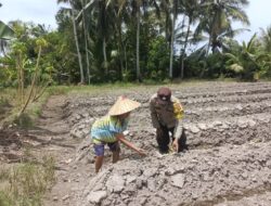 Bhabinkamtibmas Dampingi Petani Tanam Cabai dan Terong di Desa Sungai Besar