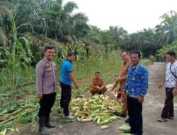 Panen Jagung Manis di Desa Selalong, Brigpol Joi: Sinergi Program Ketahanan Pangan