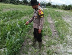 Dorong Hasil Pertanian Jagung Secara Optimal, Aipda Teguh Rutin Pantau Pertumbuhan Tanaman Jagung Di Kecamatan Nanga Tayap