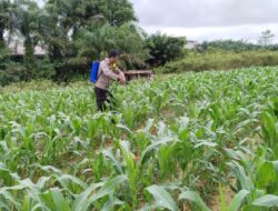 Progres Pendampingan Ketahanan Pangan di Belitang Hilir Terus Berjalan Positif