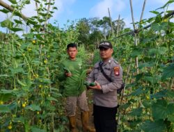 Perkarangan Pangan Bergizi, Bhabinkamtibmas Polsek Simpang Hulu Dampingi Warga Panen Sayuran