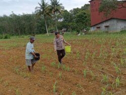 Bersama Kelompok Tani, Bhabinkamtibmas Sungai Melayu Rayak Pantau Tumbuh Kembang Tanaman Jagung