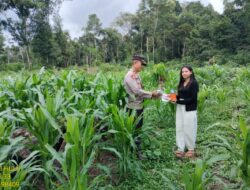 Antisipasi Hama Dan Gulma Pada Tanaman Jagung, Kapolsek Jelai Hulu Berikan Bantuan Racun Rumput
