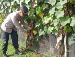 Kapolsek Jelai Hulu, IPTU Jumadi Hutabarat, Cek Perkarangan Pangan Bergizi di Wilayahnya