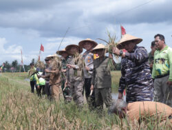 Dukung Swasembada Pangan, Kapolres Ketapang Bersama Forkopimda Hadiri Panen Raya Padi Di Kecamatan Muara Pawan