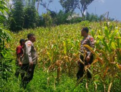 Bintara penggerak Desa Bilayuk dampingi Pamatwil Lakukan Progres Penanaman Jagung