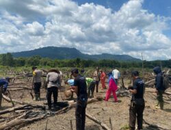 Polsek Nanga Tayap Laksanakan Penanaman Jagung Hibrida di Lahan Poktan “Medan Hasil Bumi” Desa Tanjung Medan