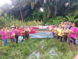 Panen Perdana Jagung di Sebangki, Wujud Sinergi Polri dan Petani