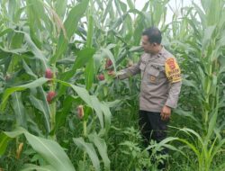 Bhabinkamtibmas Polsek Nanga Tayap Cek Perkembangan Tanaman Jagung Hibrida di Lahan Poktan Bongang Bedulur