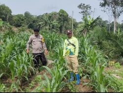 Bhabinkamtibmas Polsek Tumbang Titi Cek Perkembangan Tanaman Jagung Hibrida di Lahan Poktan Karya Bersama, Desa Sungai Melayu