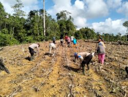 Polsek Sandai Polres Ketapang Laksanakan Penanaman Jagung Perdana Bersama Kelompok Tani Karya Bakti di Dusun Sumber Rejo