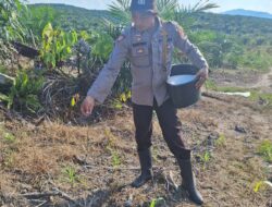 Polsek Nanga Tayap Laksanakan Kegiatan Pemupukan Jagung Hibrida di Lahan Kelompok Tani Sumber Pak Yan