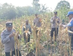 Bintara Pengerak Ketahanan Pangan Polsek Sandai Mengikuti Panen Perdana Jagung Hibrida,Mei 04, 2025  