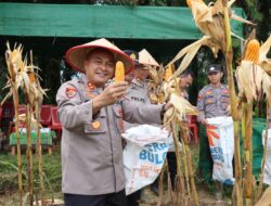 Polsek Belimbing Polres Melawi Panen Jagung Perdana