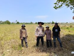 Polsek Delta Pawan Polres Ketapang Laksanakan Pengecekan Pertumbuhan Tanaman Jagung Hibrida di Lokasi Desa Kalinilam