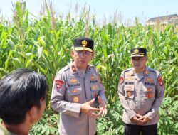 Wakapolda Kalbar Lakukan Cek Lahan jagung Menjelang Panen Raya