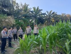 Kawal Program Ketahanan Pangan, Pamatwil Polres Sekadau Asistensi Lahan Jagung di Tiga Polsek