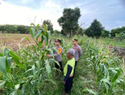 Persiapan Panen Serentak, Waka Polres Ketapang, Kapolsek Muara Pawan Tinjau Lahan Jagung di Desa Suka Maju Kec. Muara Pawan.