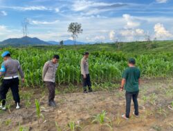 Waka Polres Ketapang, Kanit Binmas Polsek Tumbang titi Tinjau Lahan Jagung Seluas 40 Hektar di Dusun Mahawa Desa Mahawa Kec. Tumbang titi.