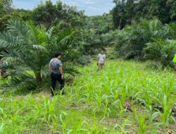 Polsek Nanga Mahap Dampingi Pemupukan Tahap Dua Jagung Hibrida di Nanga Suri