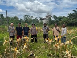 Turun ke Lahan, Kapolsek Belitang Hulu Dampingi Petani Panen Jagung Hibrida