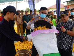 Panen Perdana Jagung Kuartal II Polres Sekadau di PT. Parna Agromas