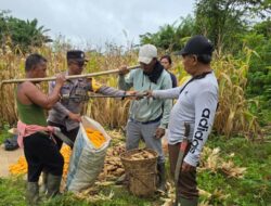 Polsek Sekadau Hulu Gelar Panen Jagung Hibrida di Lahan PT MJP 3 Kiatak