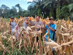 Pemanfaatan Lahan Tidur, Kanit Binmas Polsek Belitang dan Petani Panen Jagung Hibrida