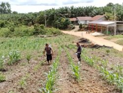 Polsek Belitang Hulu Semprot Lahan Jagung Pakai Pupuk MIGO di Balai Sepuak