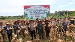 Kapolres Ketapang Bersama Forkopimda Gelar Panen Raya Jagung di Kecamatan Kendawangan