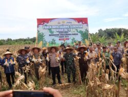 Kapolres Ketapang Bersama Forkopimda Gelar Panen Raya Jagung di Kecamatan Kendawangan