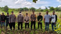 Kapolsek Matan Hilir Utara Panen Jagung Hibrida di Lokasi PT. Gemilak Makmur Subur