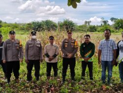 Kapolsek Matan Hilir Utara Panen Jagung Hibrida di Lokasi PT. Gemilak Makmur Subur