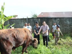 Momen Idul Adha, Kapolres Ketapang Laksanakan Penyembelihan Hewan Qurban Di Mapolres Ketapang