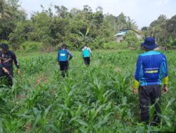 Perawatan Rutin, Satlantas Polres Sekadau Semprot Lahan Jagung Hibrida