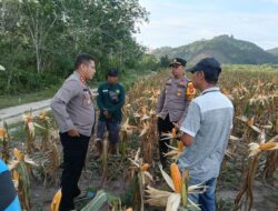 Kapolres Ketapang Tinjau Lahan Jagung Hibrida Siap Panen di Kecamatan Nanga Tayap