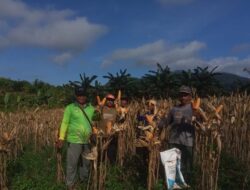 Bhabinkamtibmas Polsek Tumbang Titi Panen Jagung Hibrida di Desa Kali Mas Baru