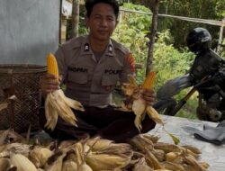 Dukung Program Ketahanan Pangan Nasional personel Polsek Simpang Dua Panen Jagung Hibrida di Desa Semandang Kanan