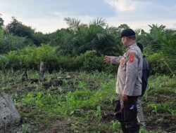 Pastikan Tumbuh Subur Polsek Muara Pawan Cek Tumbuh Kembang Tanaman Jagung Hibrida