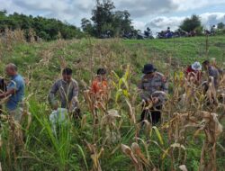 Polsek Sekadau Hilir Panen Jagung di Lahan Demplot CU Keling Kumang, Hasilkan 1,8 Ton