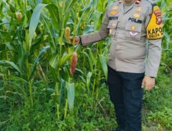 Kapolsek Delta Pawan Cek Perkembangan Tanaman Jagung Hibrida di Lahan Kelompok Tani Nilam 2