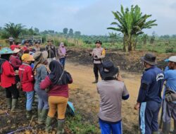 Polsek Meliau Gencarkan Ketahanan Pangan Lewat Penanaman Jagung Hibrida di Lahan Demplot Kedua