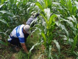 Polsek Sekayam Tinjau Perkembangan Lahan Jagung Demplot, Dukung Program Ketahanan Pangan Nasional