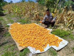 Bhabinkamtibmas Desa Meragun Dampingi Panen Jagung, Perkuat Program Ketahanan Pangan
