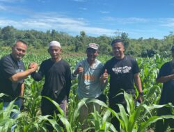 Kapolres Melawi Pantau Progres Perkembangan Jagung Poktan Subur Makmur